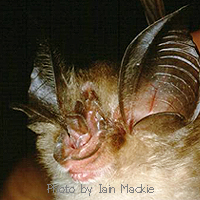 Rhinolophus macrotis